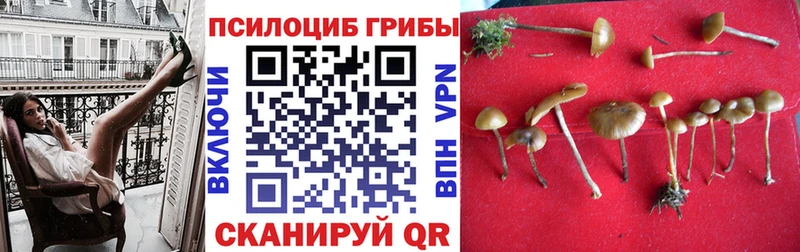 Галлюциногенные грибы Cubensis  Кимры 